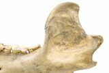 Fossil Cave Bear (Ursus spelaeus) Lower Jaw - Romania #240196-3